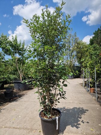 Quercus ilex 175-200 cm cont. 30L - afbeelding 2