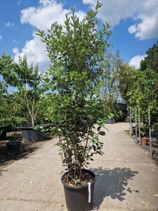 Quercus ilex 175-200 cm cont. 30L - afbeelding 2