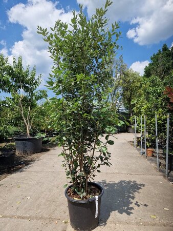 Quercus ilex 175-200 cm cont. 30L - afbeelding 3