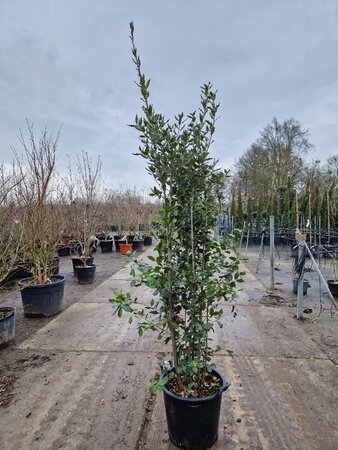 Quercus ilex 175-200 cm cont. 30L - afbeelding 4