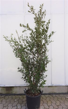 Quercus ilex 175-200 cm cont. 30L - afbeelding 5