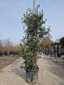Quercus ilex 175-200 cm cont. 35L