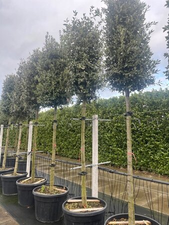 Quercus ilex 18-20 Hoogstam cont. 150L