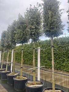 Quercus ilex 18-20 Hoogstam cont. 150L