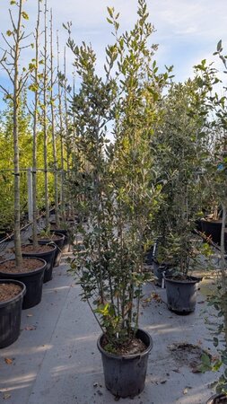 Quercus ilex 200-250 cm cont. 30L