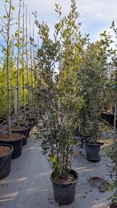 Quercus ilex 200-250 cm cont. 30L