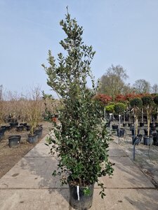 Quercus ilex 200-250 cm cont. 35L