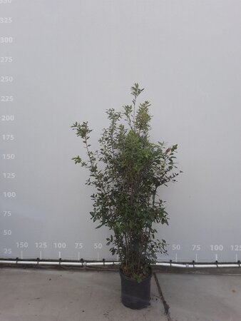 Quercus ilex 200-250 cm cont. 35L