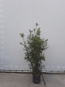 Quercus ilex 200-250 cm cont. 35L