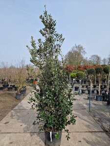 Quercus ilex 200-250 cm cont. 35L - afbeelding 3