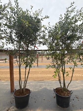 Quercus ilex 200-250 cm cont. 45L meerstammig - afbeelding 1