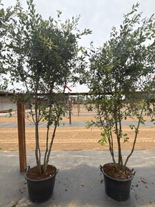 Quercus ilex 200-250 cm cont. 45L meerstammig