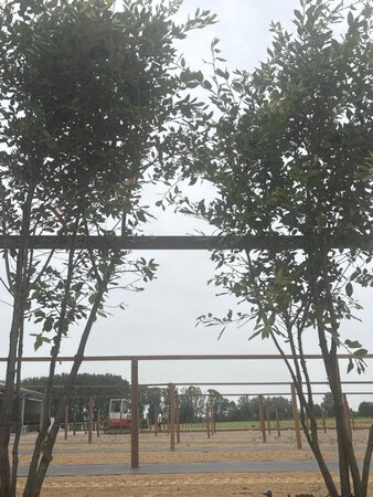 Quercus ilex 200-250 cm cont. 45L meerstammig - afbeelding 16