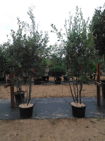 Quercus ilex 200-250 cm cont. 45L meerstammig - afbeelding 7