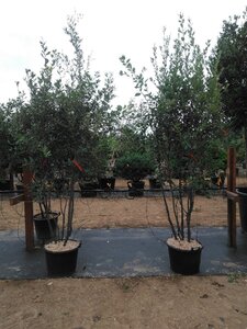 Quercus ilex 200-250 cm cont. 45L meerstammig - afbeelding 7