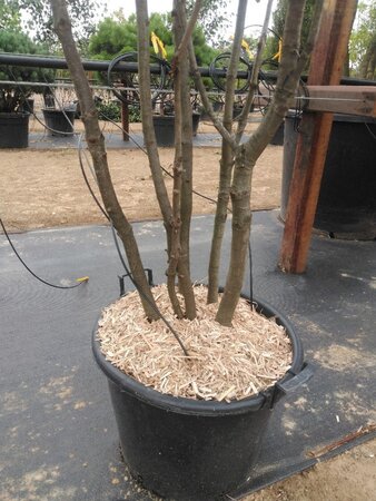 Quercus ilex 200-250 cm cont. 45L meerstammig - afbeelding 6