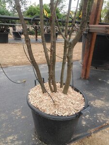 Quercus ilex 200-250 cm cont. 45L meerstammig - afbeelding 6