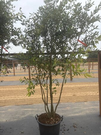 Quercus ilex 200-250 cm cont. 45L meerstammig - afbeelding 13