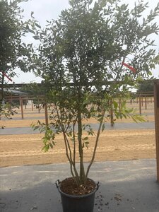 Quercus ilex 200-250 cm cont. 45L meerstammig - afbeelding 13