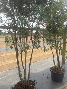 Quercus ilex 200-250 cm cont. 45L meerstammig - afbeelding 15