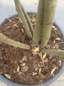 Quercus ilex 200-250 cm cont. 45L meerstammig - afbeelding 12