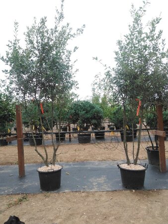 Quercus ilex 200-250 cm cont. 45L meerstammig - afbeelding 5