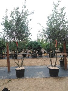 Quercus ilex 200-250 cm cont. 45L meerstammig - afbeelding 5