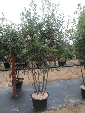 Quercus ilex 200-250 cm cont. 45L meerstammig - afbeelding 4