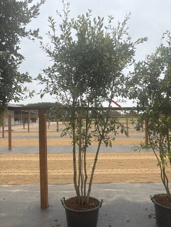 Quercus ilex 200-250 cm cont. 45L meerstammig - afbeelding 11