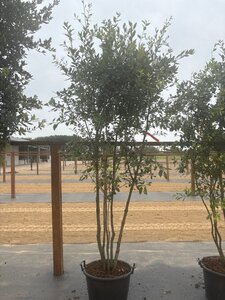 Quercus ilex 200-250 cm cont. 45L meerstammig - afbeelding 11