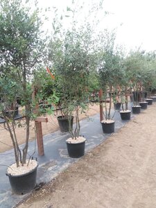 Quercus ilex 200-250 cm cont. 45L meerstammig - afbeelding 3