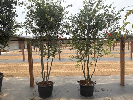 Quercus ilex 200-250 cm cont. 45L meerstammig - afbeelding 10
