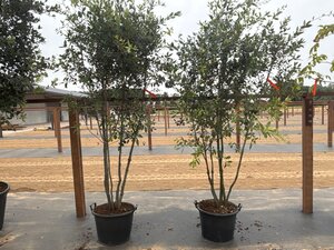 Quercus ilex 200-250 cm cont. 45L meerstammig - afbeelding 10