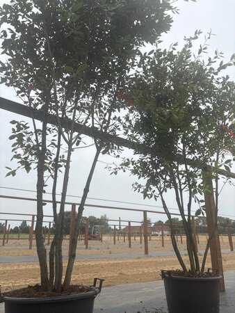 Quercus ilex 200-250 cm cont. 45L meerstammig - afbeelding 9