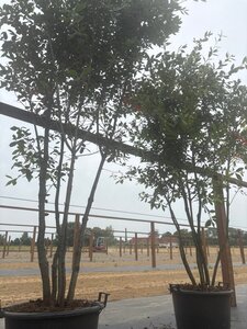 Quercus ilex 200-250 cm cont. 45L meerstammig - afbeelding 9