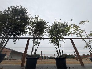 Quercus ilex 200-250 cm cont. 45L meerstammig - afbeelding 14