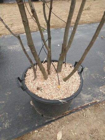 Quercus ilex 200-250 cm cont. 45L meerstammig - afbeelding 2