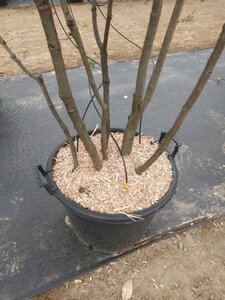 Quercus ilex 200-250 cm cont. 45L meerstammig - afbeelding 2