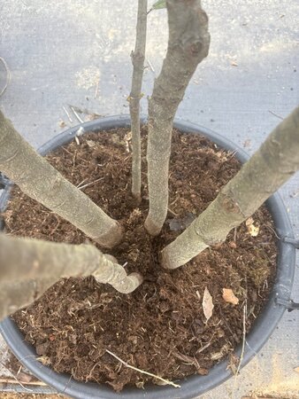 Quercus ilex 200-250 cm cont. 45L meerstammig - afbeelding 8