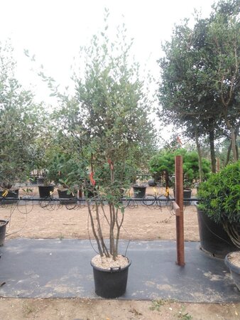 Quercus ilex 200-250 cm cont. 45L meerstammig - afbeelding 17