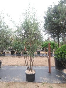 Quercus ilex 200-250 cm cont. 45L meerstammig - afbeelding 17
