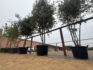 Quercus ilex 350-400 cm cont. 230L meerstammig