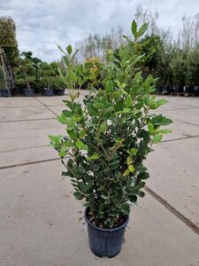 Quercus ilex 60-80 cm cont. 3,0L - afbeelding 5