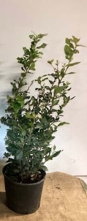 Quercus ilex 60-80 cm cont. 3,0L - afbeelding 10