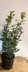Quercus ilex 60-80 cm cont. 3,0L - afbeelding 10