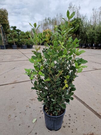 Quercus ilex 60-80 cm cont. 3,0L - afbeelding 4