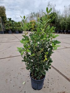 Quercus ilex 60-80 cm cont. 3,0L - afbeelding 4