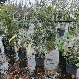 Quercus ilex 60-80 cm cont. 3,0L - afbeelding 11