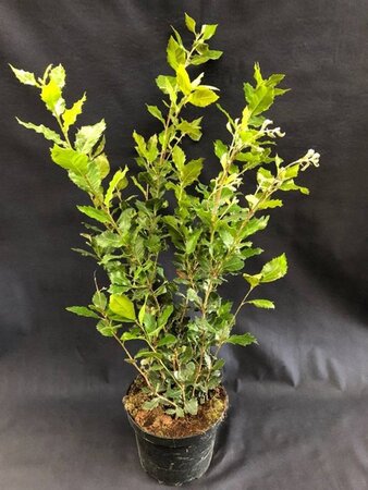 Quercus ilex 60-80 cm cont. 4,0L - afbeelding 2
