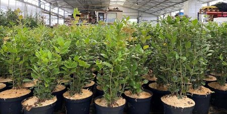 Quercus ilex 60-80 cm cont. 5,0L - afbeelding 1